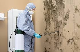 Professional Mold Inspection in Athens, TX